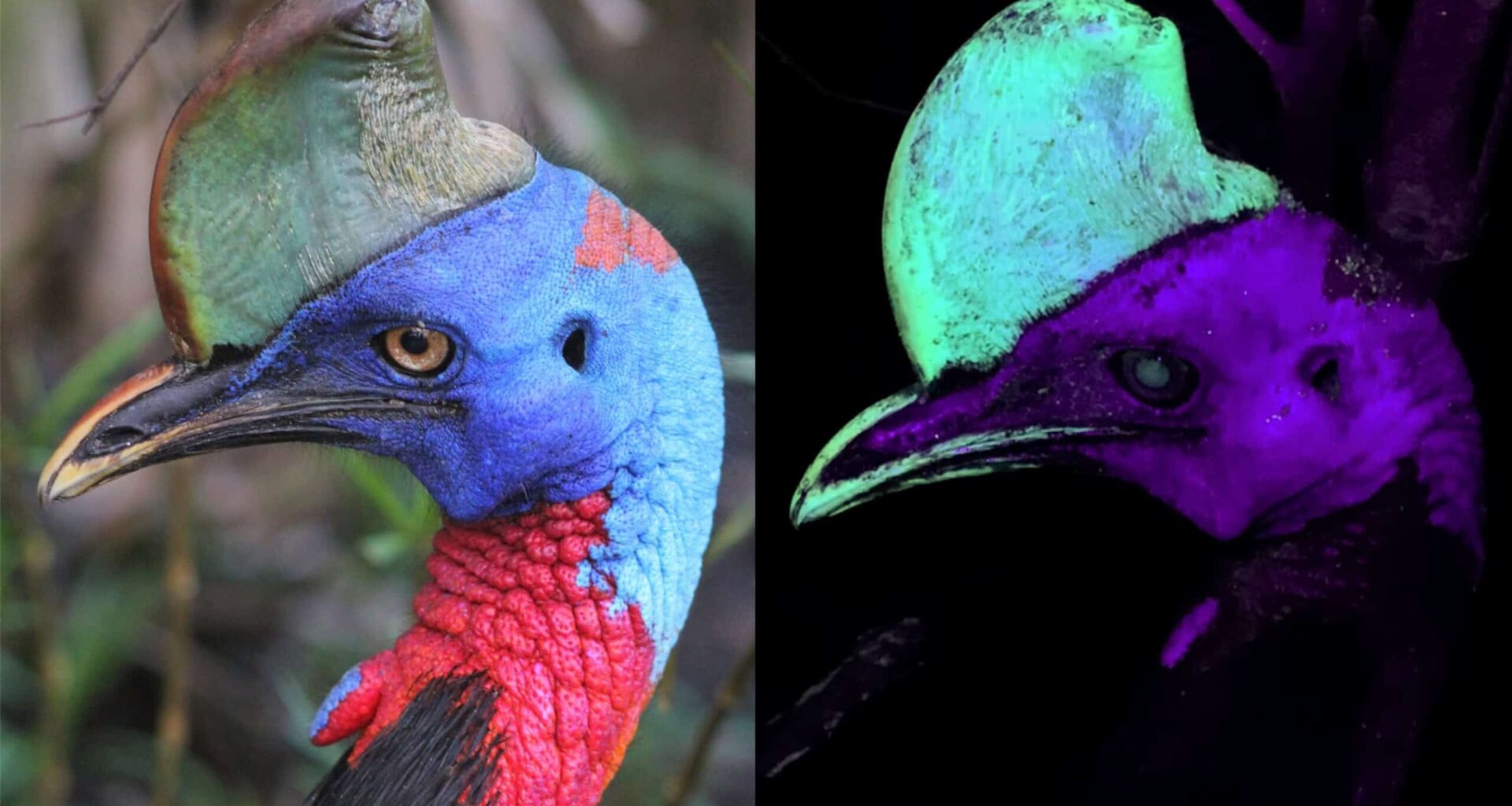 Scientists Shined UV Light on World’s Most Dangerous Bird and Found a Hidden Glow
