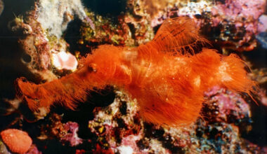 Scientists just discovered the Snuffleupagus of the sea