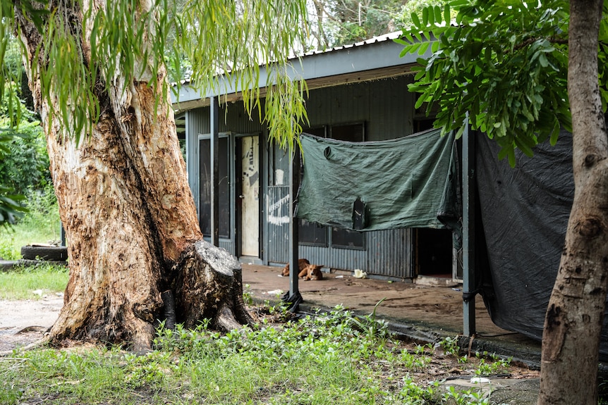 A large paperbark tree on left of screen and tin house with shade cloth behind.