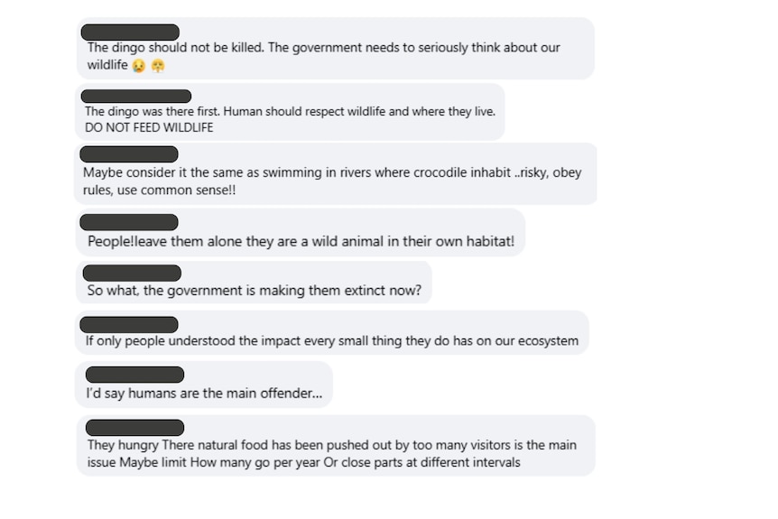 A collation of social media comments, disparaging the euthanasia of a dingo.