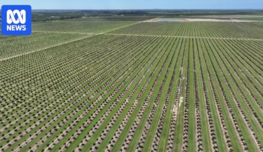 Apple among major companies investing millions in Queensland macadamia orchards