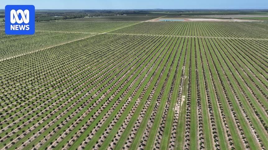 Apple among major companies investing millions in Queensland macadamia orchards
