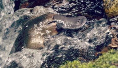 Platypus Conservation - Behind The News