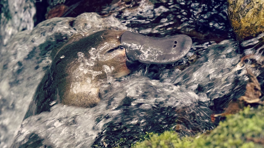 Platypus Conservation - Behind The News