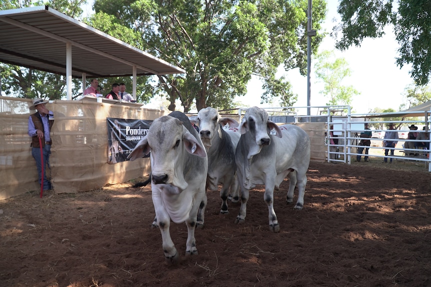 Three bulls in a cattle pen, looking straight at camera, brown dirt ground, people standing around the pen.