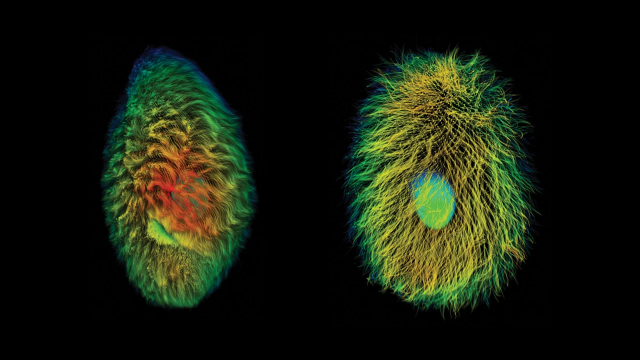 Two brightly colored micrographs of microbes that look like fuzzy eggs. Both are colored with a rainbow of colors. The image on the right seems to have a bluish-green circle within the egg shape and under the hairs.