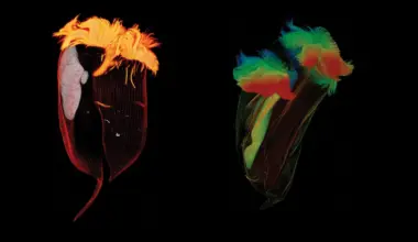 Chemistry in Pictures: Glowing gassy gut microbes