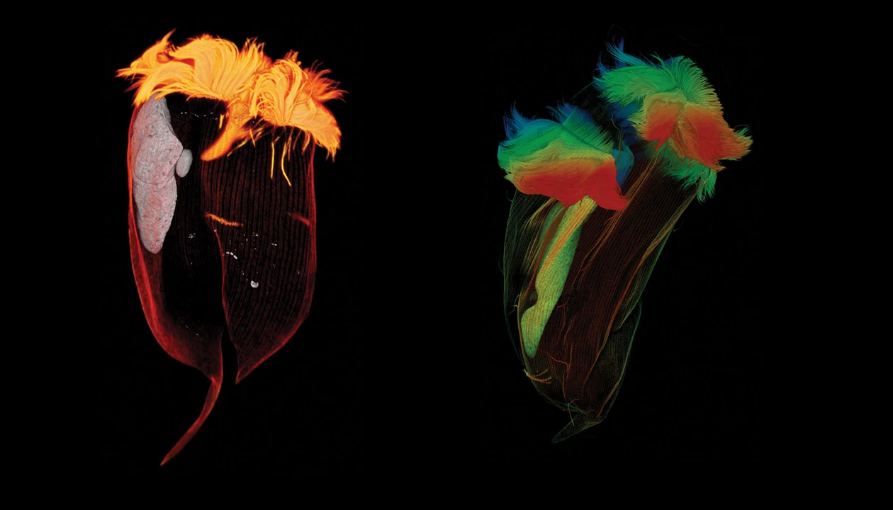 Chemistry in Pictures: Glowing gassy gut microbes