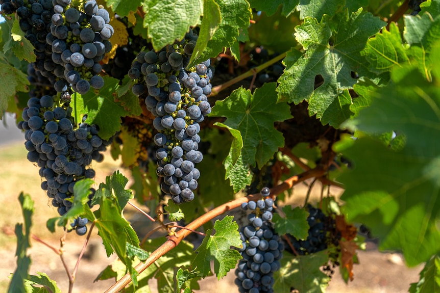 Ripe wine grapes on a vine.