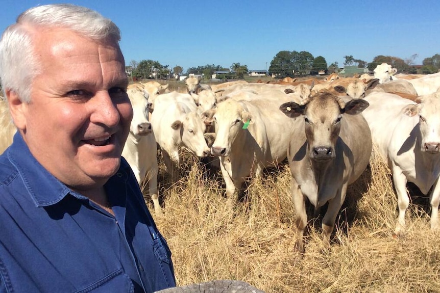A smiling grey haired man with cattle behind him.