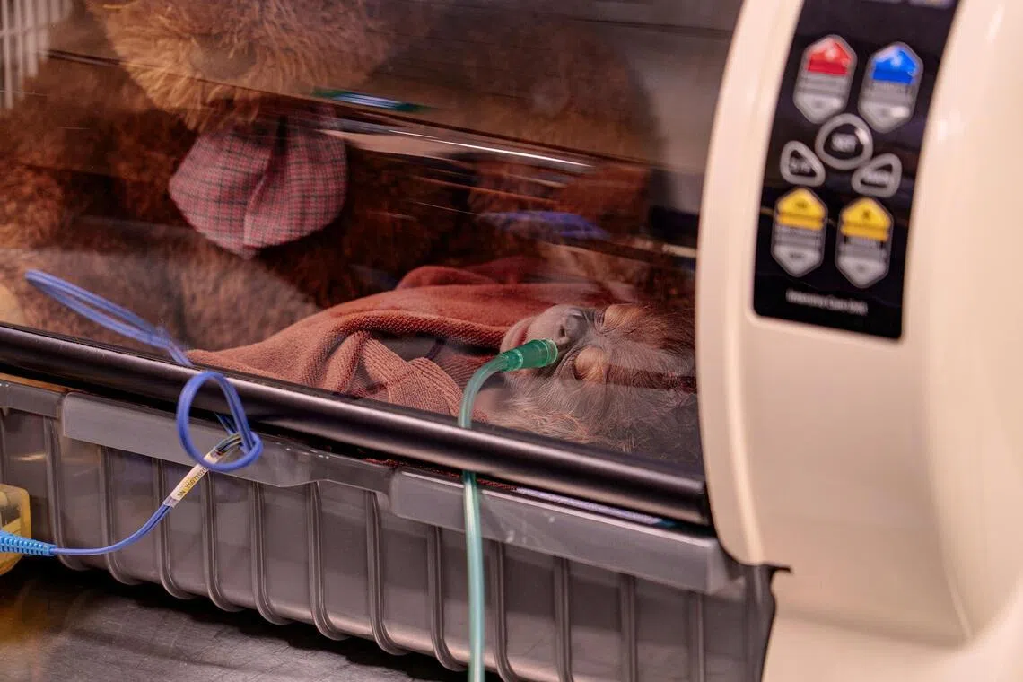 Ayaan was placed in an incubator after delivery on March 18.