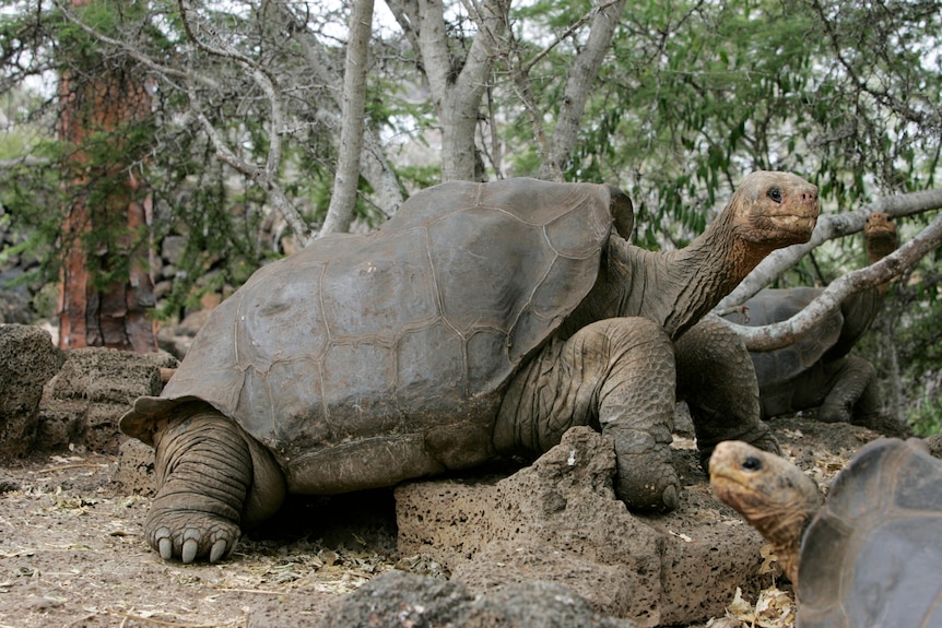 A large wrinkly grey and brown tortoise standing with one foot up on a rock in a tree filled area.