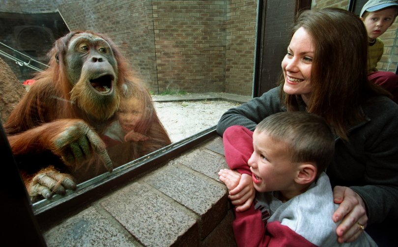 Talk to the animals. There appears to be no communication barriers between Raymond Hawkins (Ray Hawkins) and Sekara an orang-utan at the Perth Zoo. Raymond suffers from dyspraxia and has improved under the supervision of his speech therapist Teleri Hodge. Picture: Tony Ashby