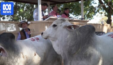 Bumper year at Northern Territory’s biggest bull sale delivers average price of nearly $5,000 a head