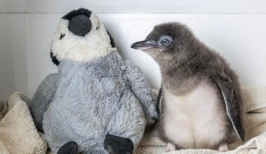Chip the penguin chick’s cuddly pal — and other news in pictures