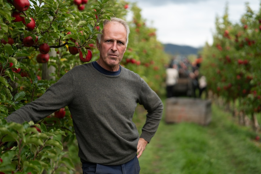 Man stands for portrait among apple orchard