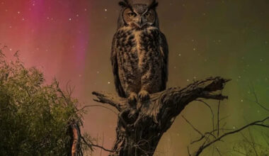 Controversial owl photo dethroned as winner of wildlife competition following online backlash
