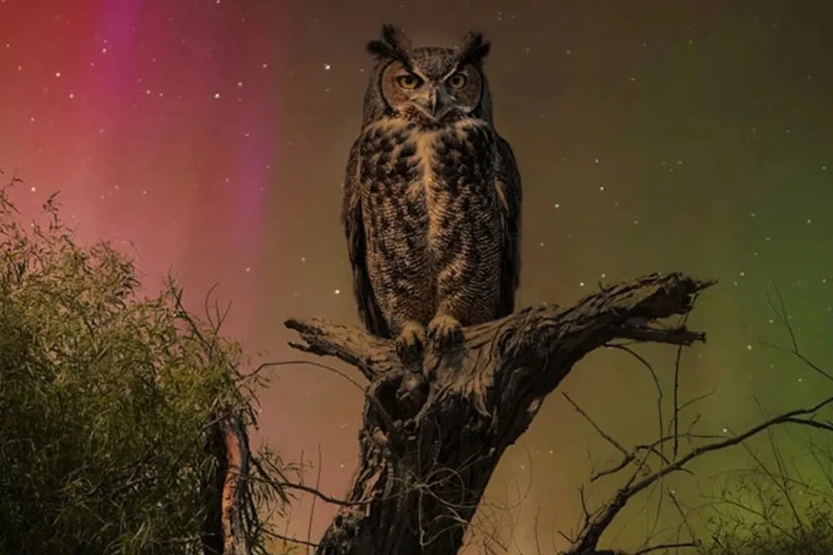 Controversial owl photo dethroned as winner of wildlife competition following online backlash