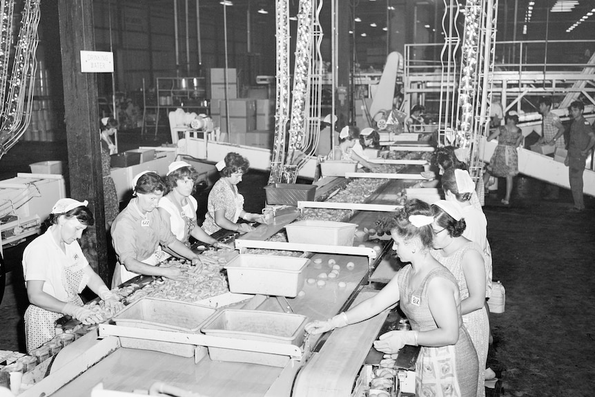 A black and white photo of Greek women filling cans on a production line.