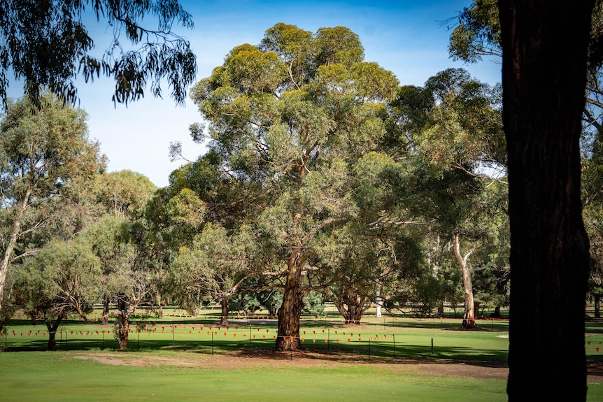 A series of trees with orange bunting around them and another trunk in the foreground to the right