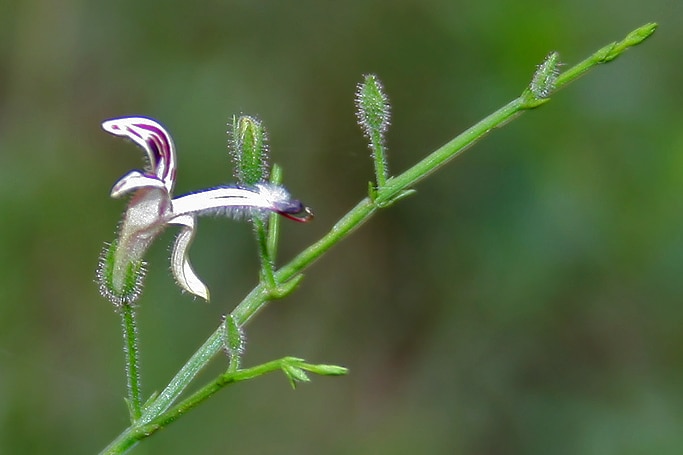 Stem of plant with leaves and small flower
