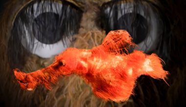 New species of hairy ghost pipefish named for Mr Snuffleupagus from Sesame Street