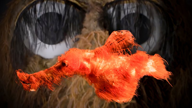 New species of hairy ghost pipefish named for Mr Snuffleupagus from Sesame Street