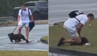 ‘Pulling, choking, kicking’: Dog cruelty claims spark police appeal on Queensland’s Gold Coast