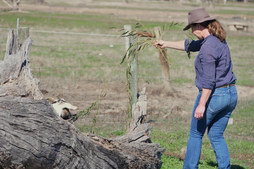 A woman in a navy shirt and jeans holding a branch with leaves out for a small white goat to eat in a paddock