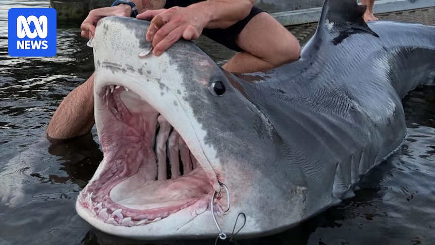 Tiger shark beheading in Albany prompts call for greater regulation