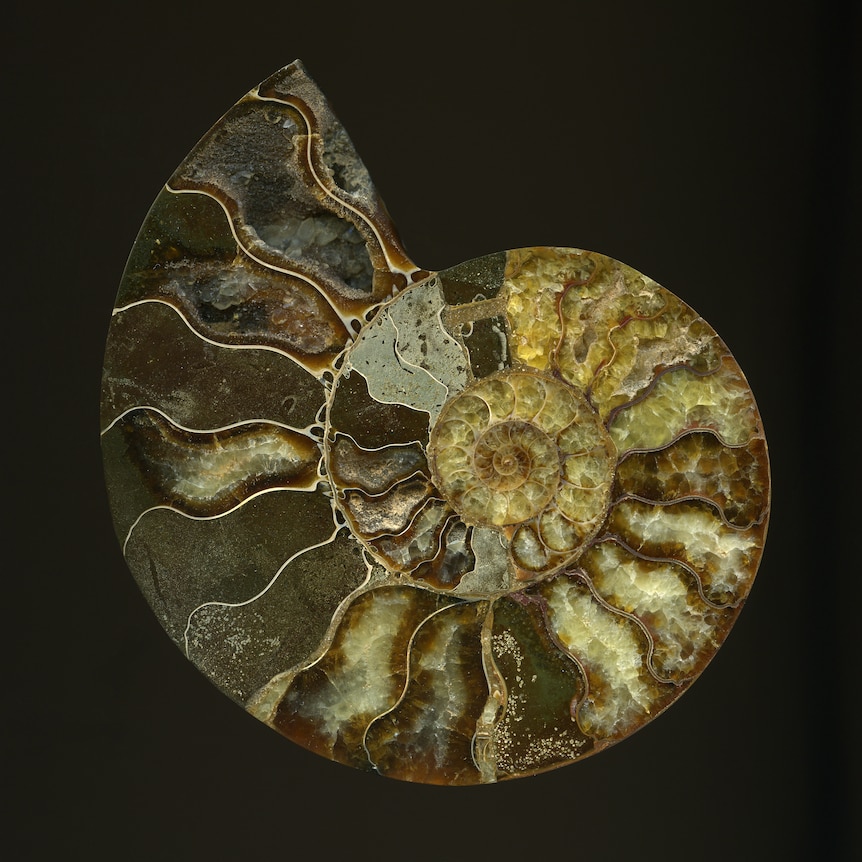Cross-section of a round spiralling shell with different mineral like colours in wavy bandings.