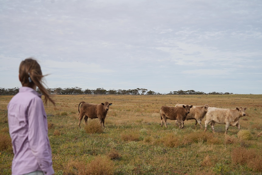 The back of a woman in a purple shirt looking out to a green and yellow field of cows.