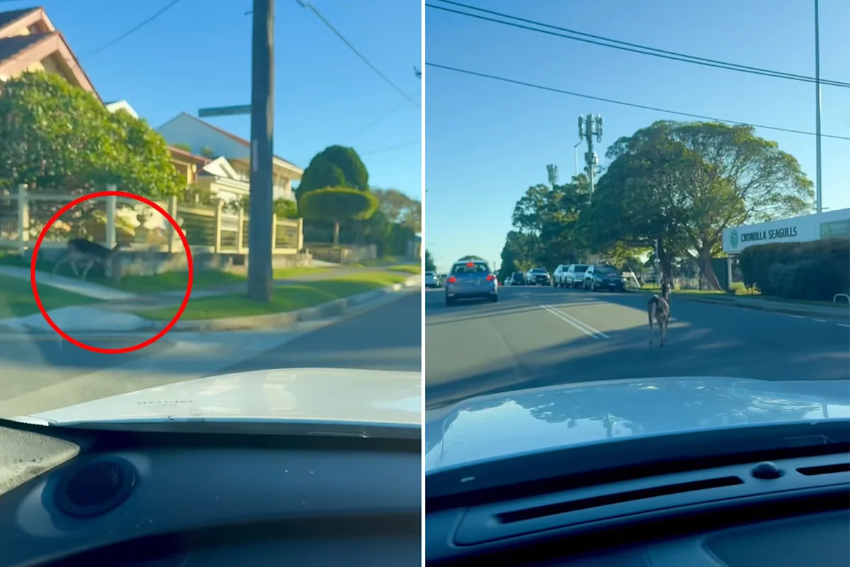 Driver's warning as destructive threat takes over Aussie suburbs: 'They're everywhere'