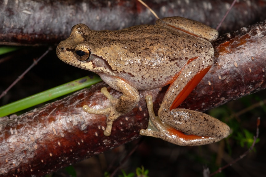 A close up shot of a brown frog with prominent red inner-thighs