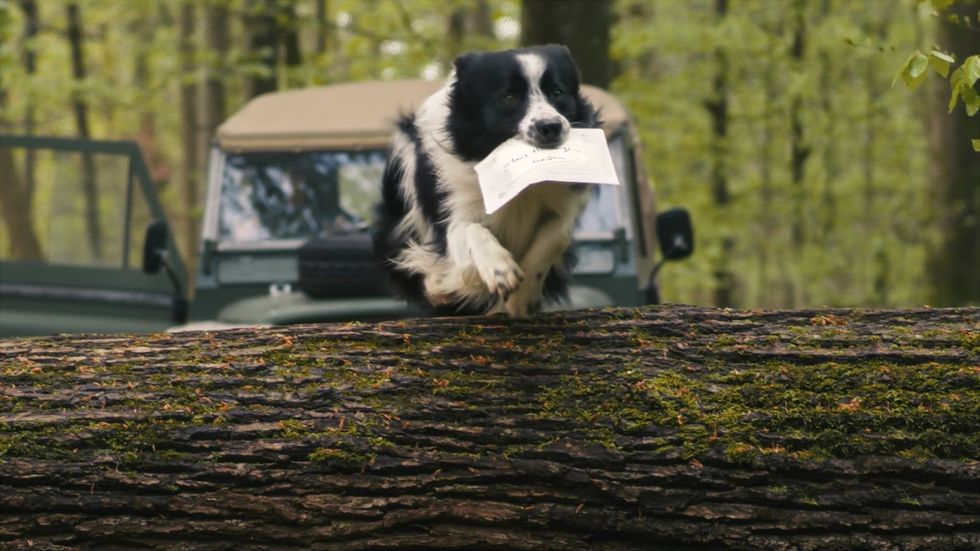 Dog