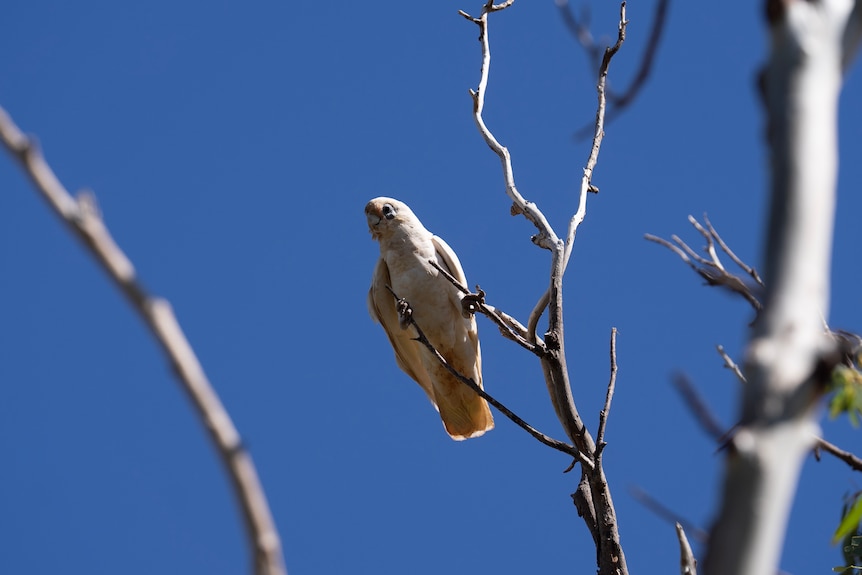 A white parrot perches on a tree branch against a blue sky.