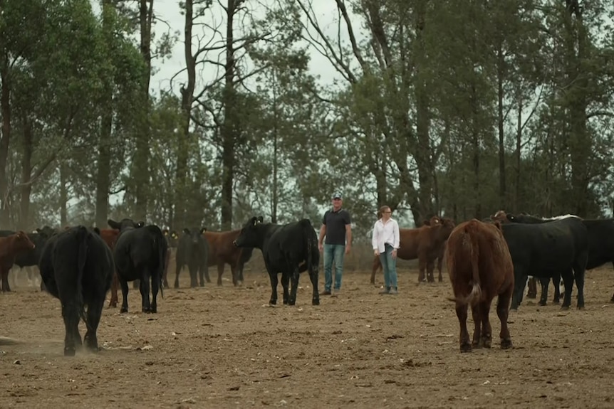 A man and a woman standing on their farm, surrounded by cows.