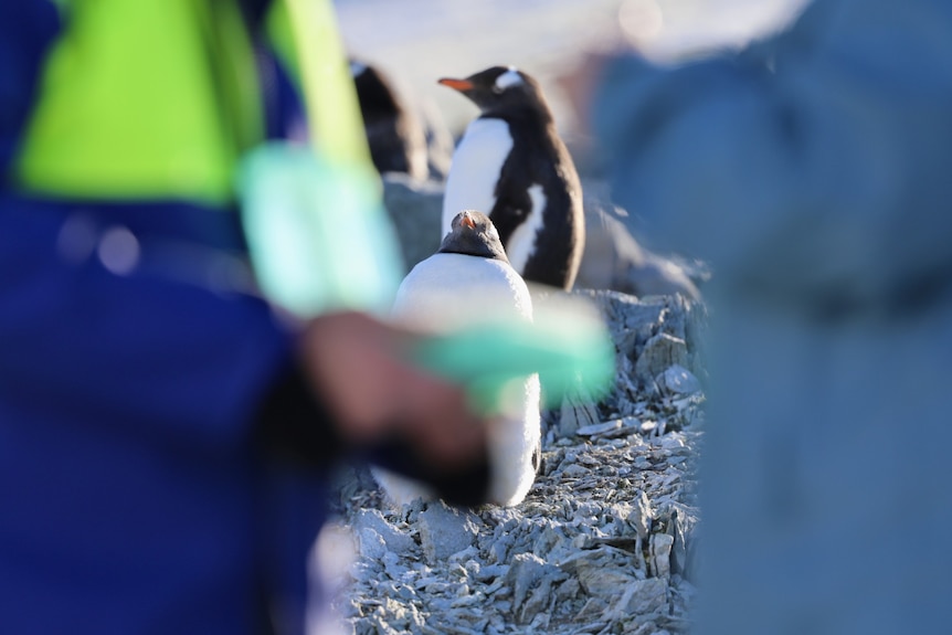Two gentoo penguins in the background, while two figures stand out of focus in the foreground.