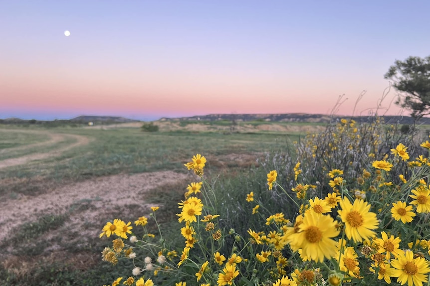Little yellow flowers pictured in the foreground of a sunset with hills in the background.