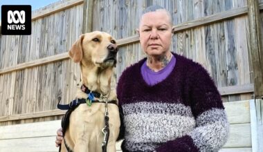 Agnes Water accommodation provider fined after refusing to allow woman to stay with guide dog