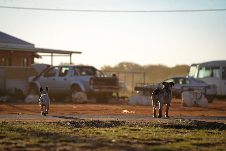 two dogs on a dusty street in a remote community