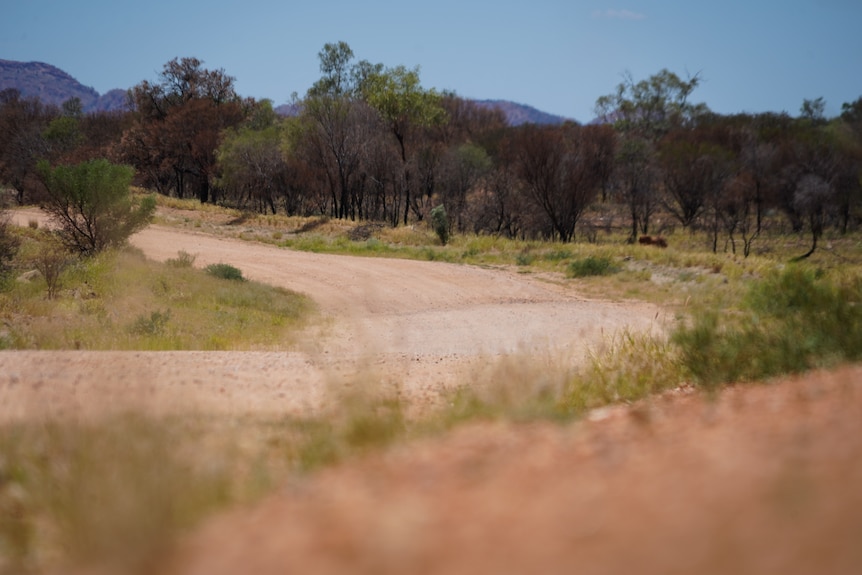 An unsealed road in central Australia landscape.