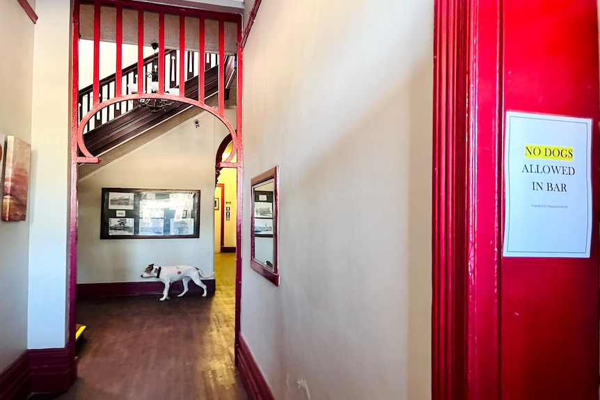A dog walks in a hallway in a hotel.