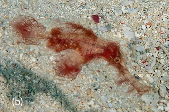 A formal specimen of the hairy ghost pipefish, related to seahorses, was elusive for decades.