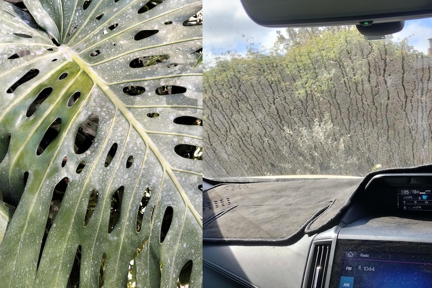 Composite image of rock dust on the fronds of a palm tree and obscuring a car windshield.