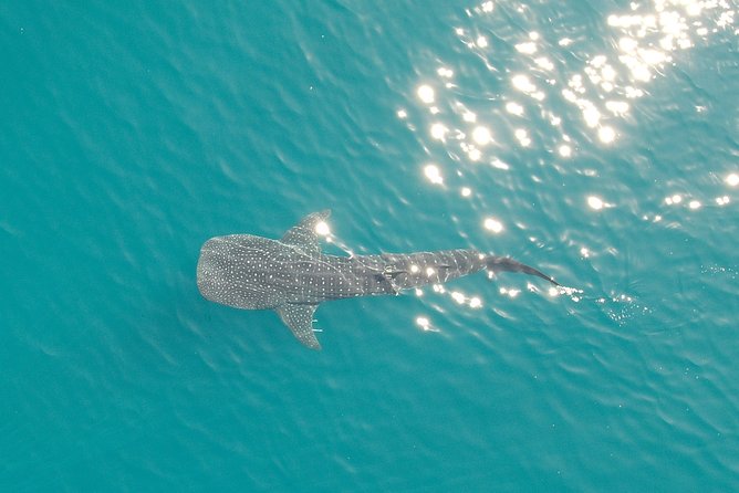 An image of a whaleshark in the Ningaloo Reef captured via a drone.
