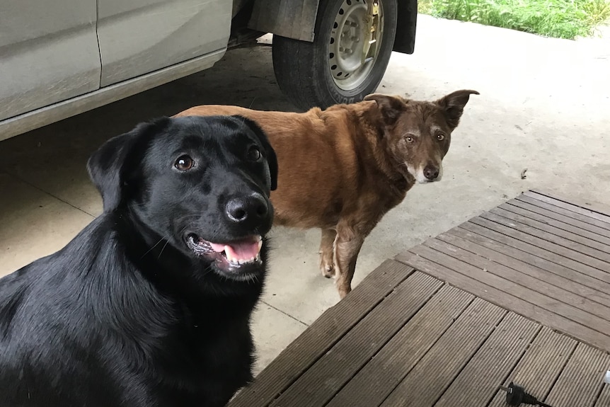 Two dogs standing in front of a car