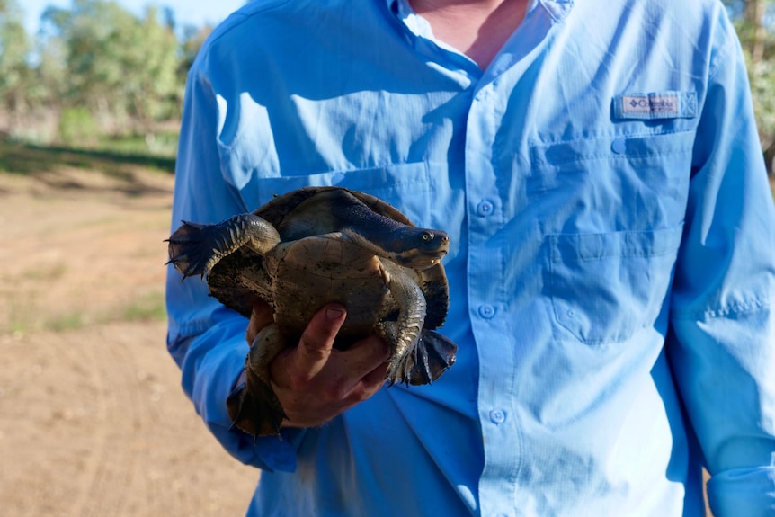 a man in a blue shirt holding a brown shelled turtle