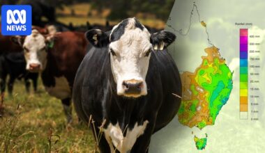 Cattle prices kick as rain tumbles in the eastern states