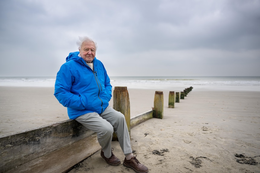 An older man in a blue jacket sits on a beach